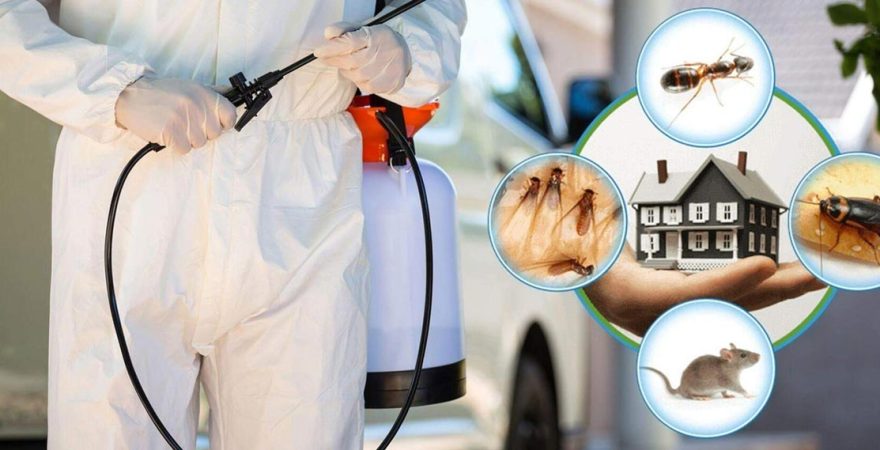 Buruncuk Böcek İlaçlama