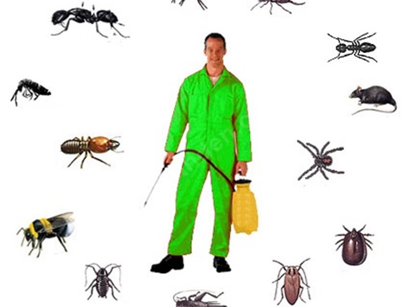 Buruncuk Böcek İlaçlama